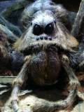 Aragog (Aragog)