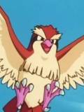 Pidgey (Pidgey)