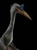 Quetzalcoatlus (Quetzalcoatlus)