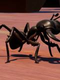 Black Soldier Ant (Black Soldier Ant)