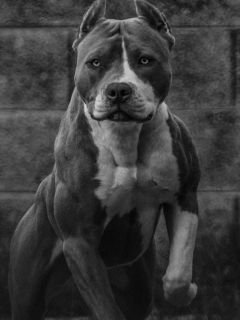 Pit Bull (Full Potential)