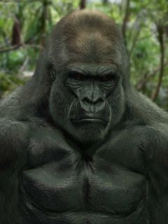 Gorilla (Full potential)