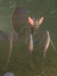 Mantis