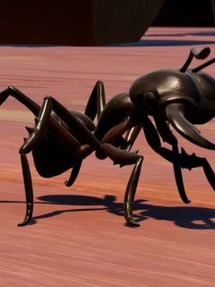 Black Soldier Ant