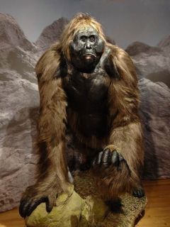 The Gigantopithecus