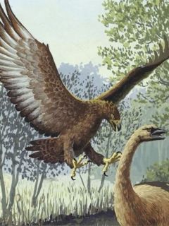 The Haast’s Eagle