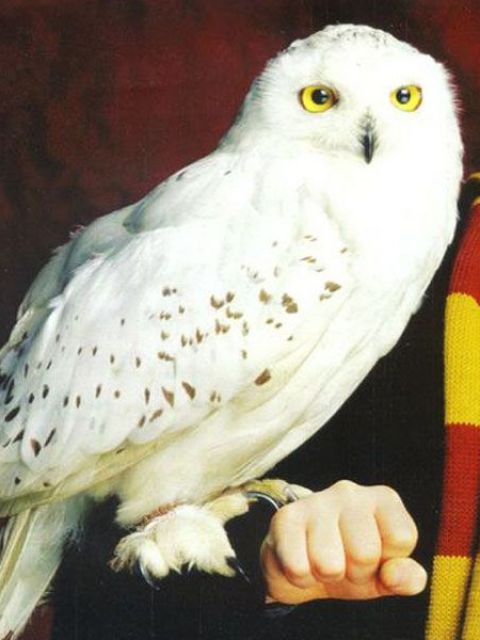 Hedwig