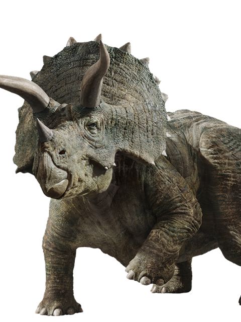 Triceratops