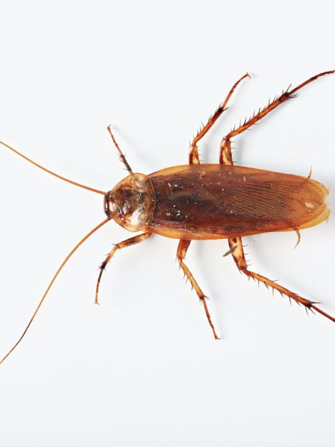 Cockroach