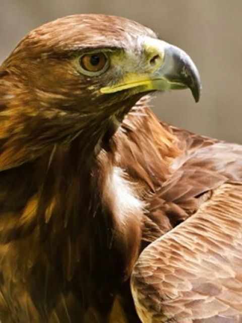 The Golden Eagle